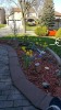 front garden-01 daffodils and rabbit april 2017